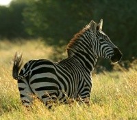 Zebra